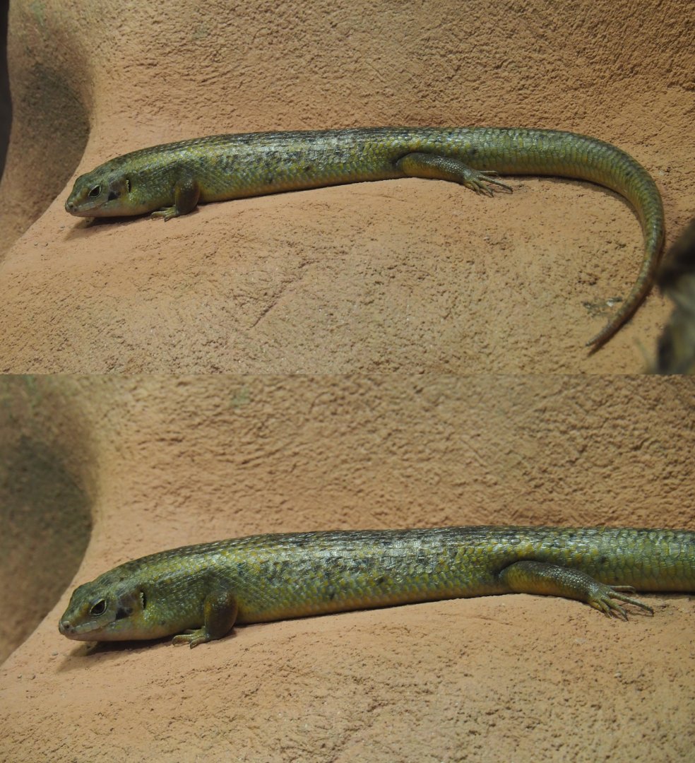 Major skink (Bellatorias frerei), 2020-05-24