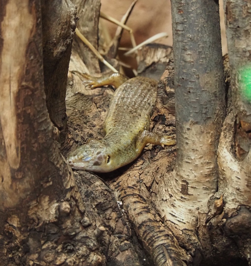 Major skink (Bellatorias frerei), 2024-03-09
