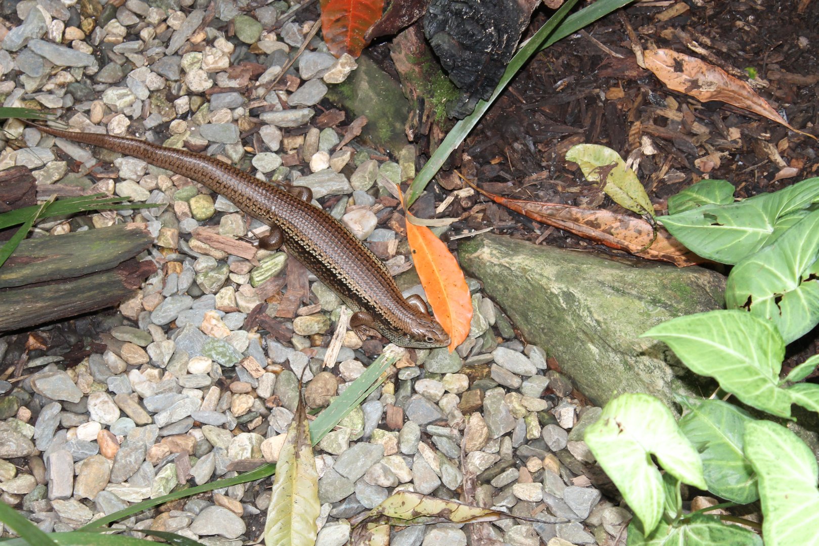 Major Skink (Bellatorias frerei)