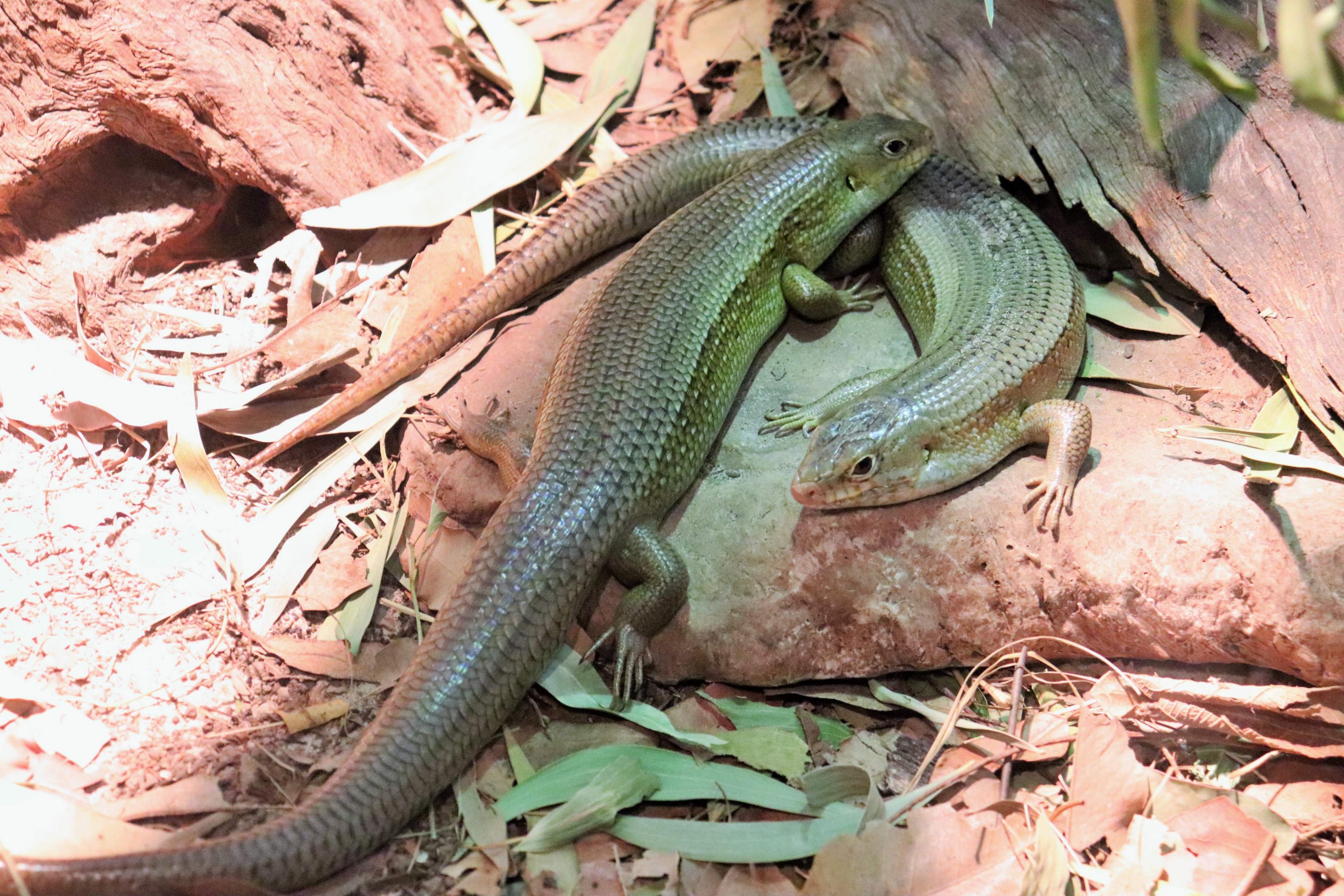 Major Skink (Bellatorias frerei)