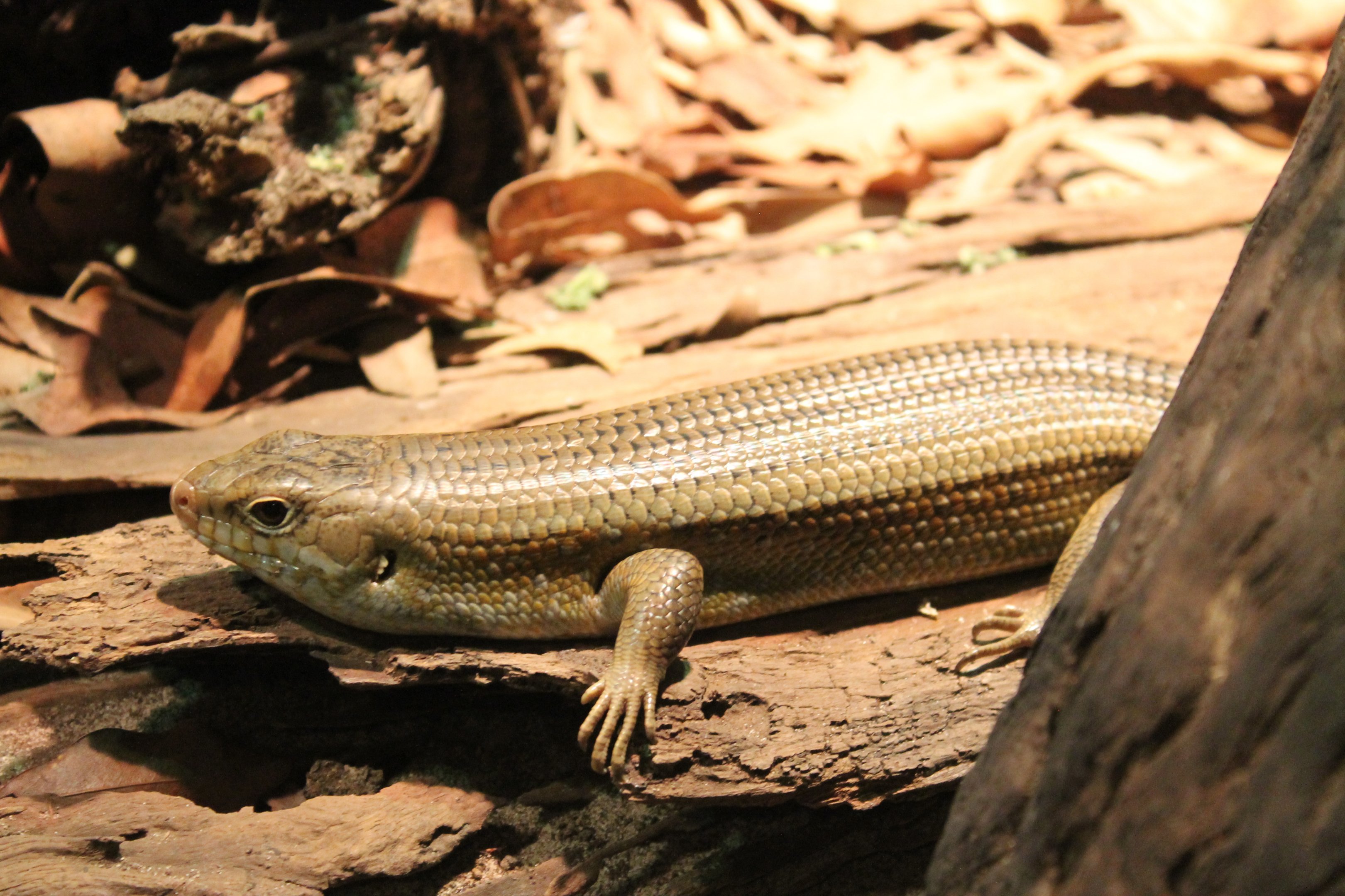 Major Skink (Bellatorias frerei)