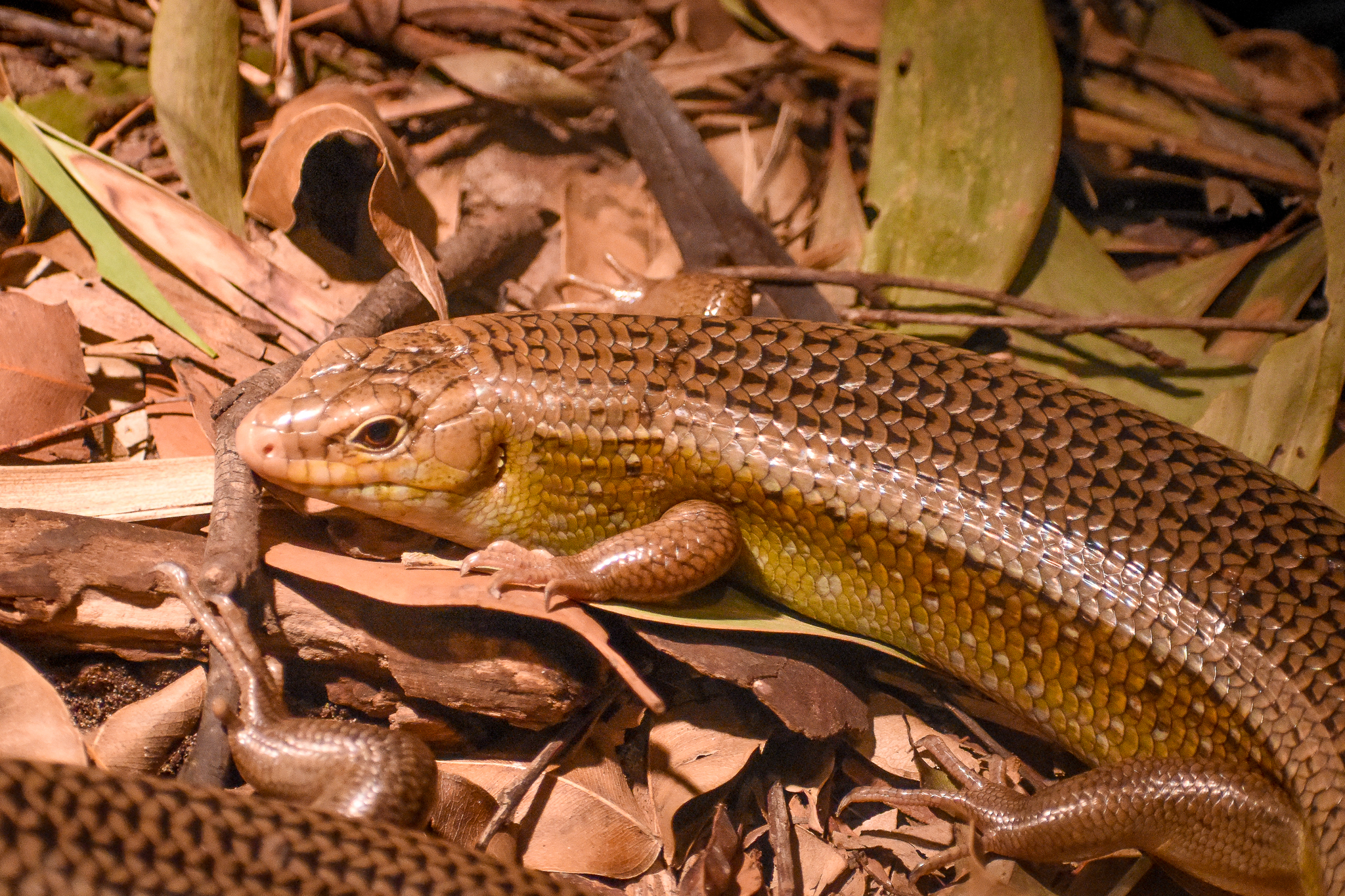 Major Skink (Bellatorias frerei)