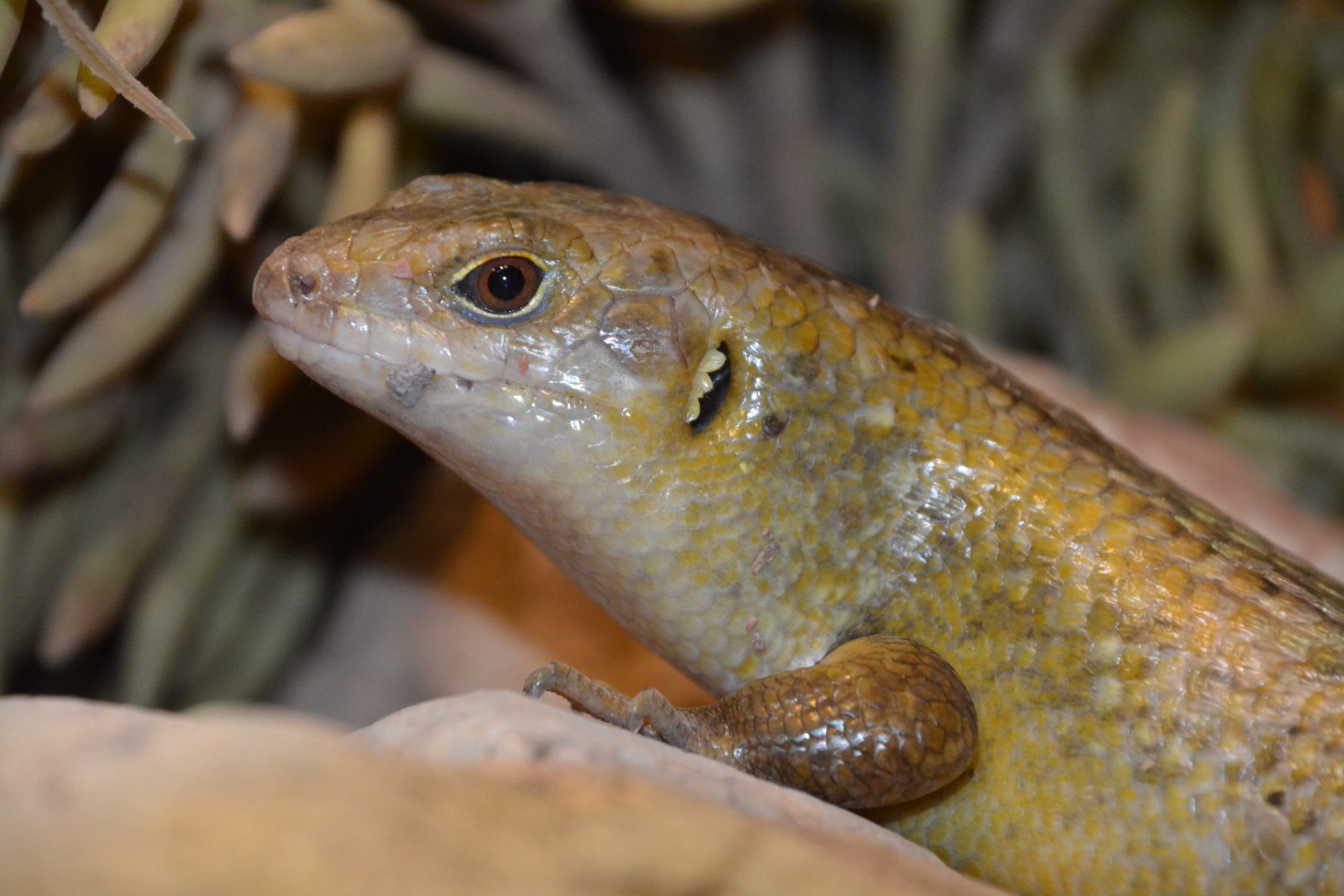 Major skink (Bellatorias frerei)