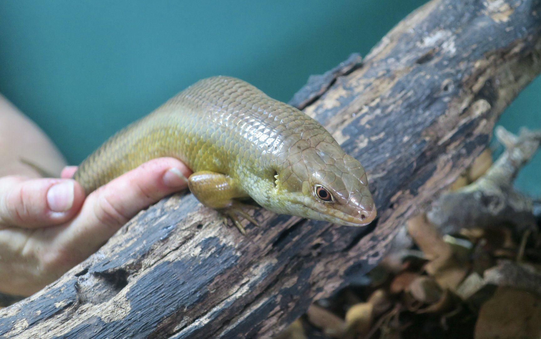 Major Skink (Bellatorias frerei)
