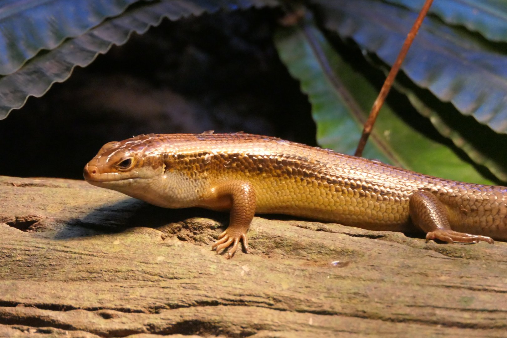 Major Skink (Bellatorias frerei)