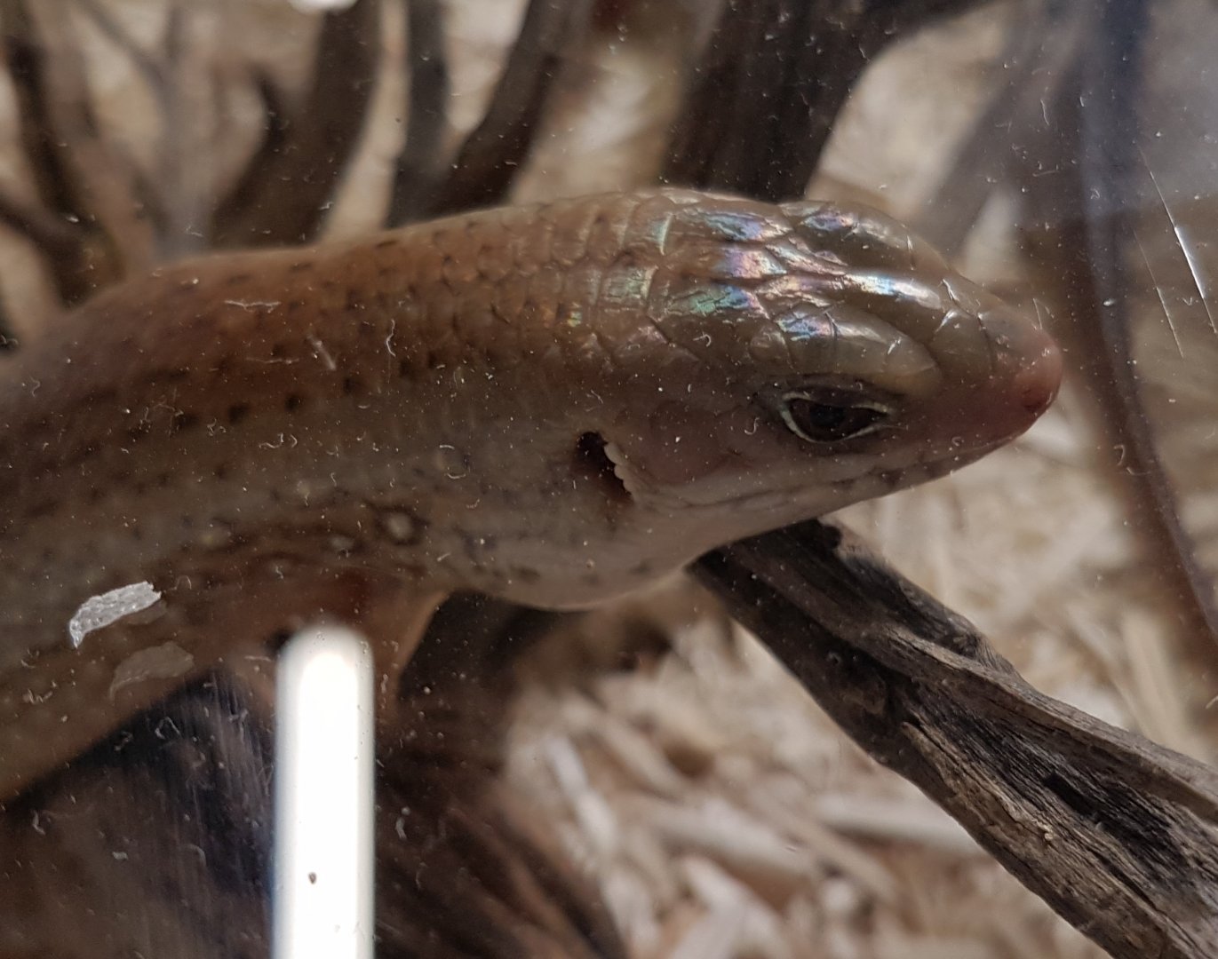 Major skink - Egernia frerei