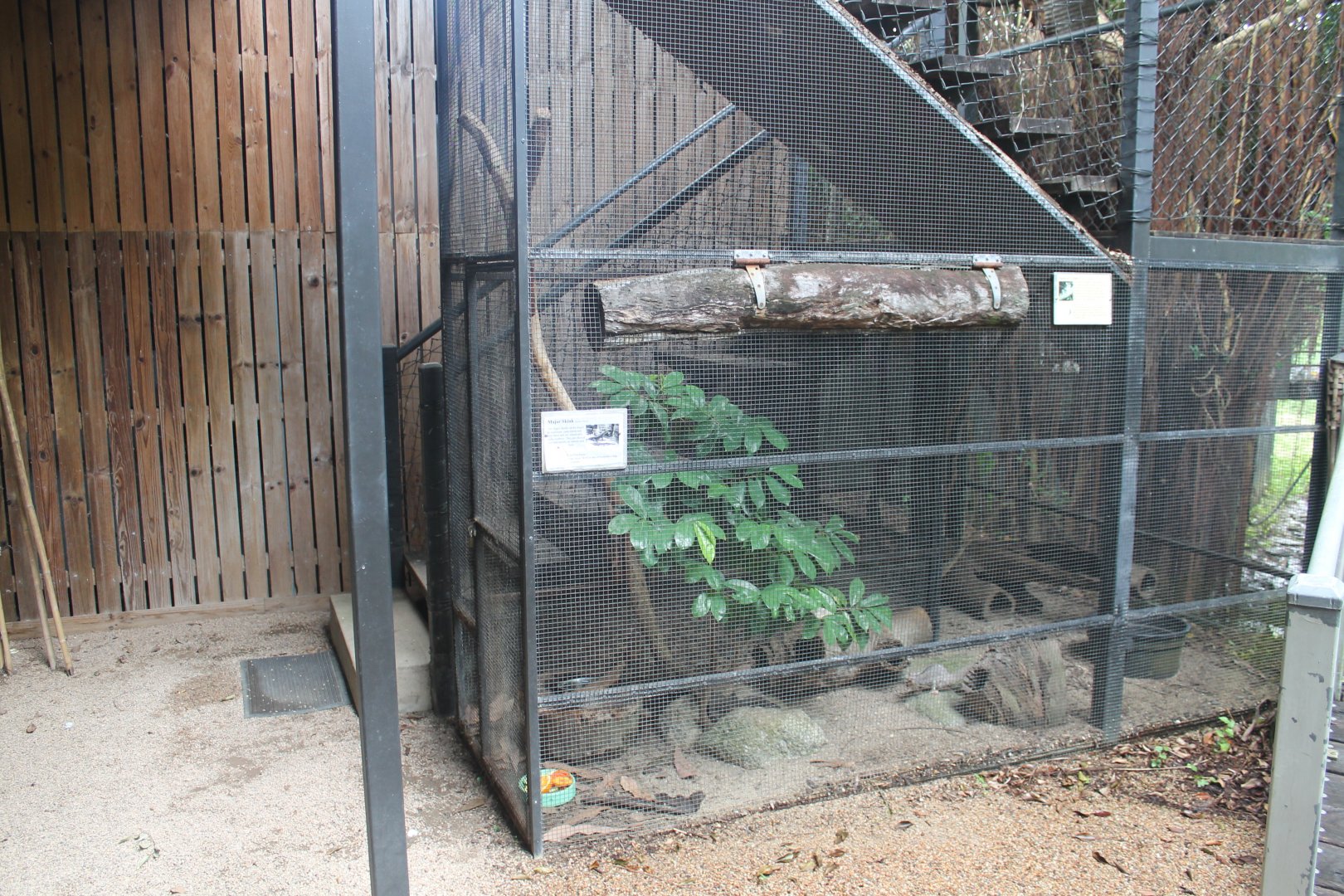 Major Skink/Squirrel Glider exhibit