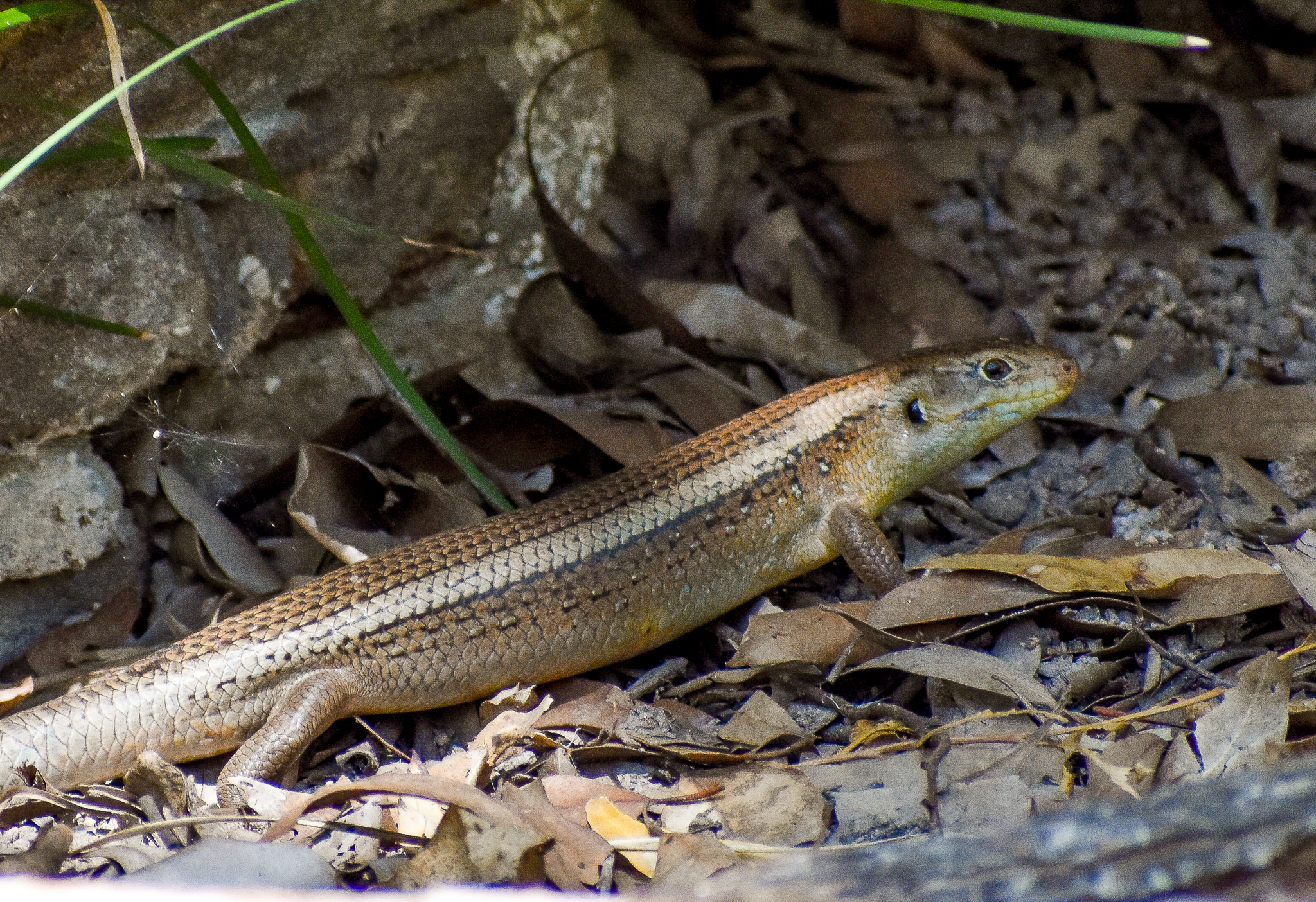 Major Skink