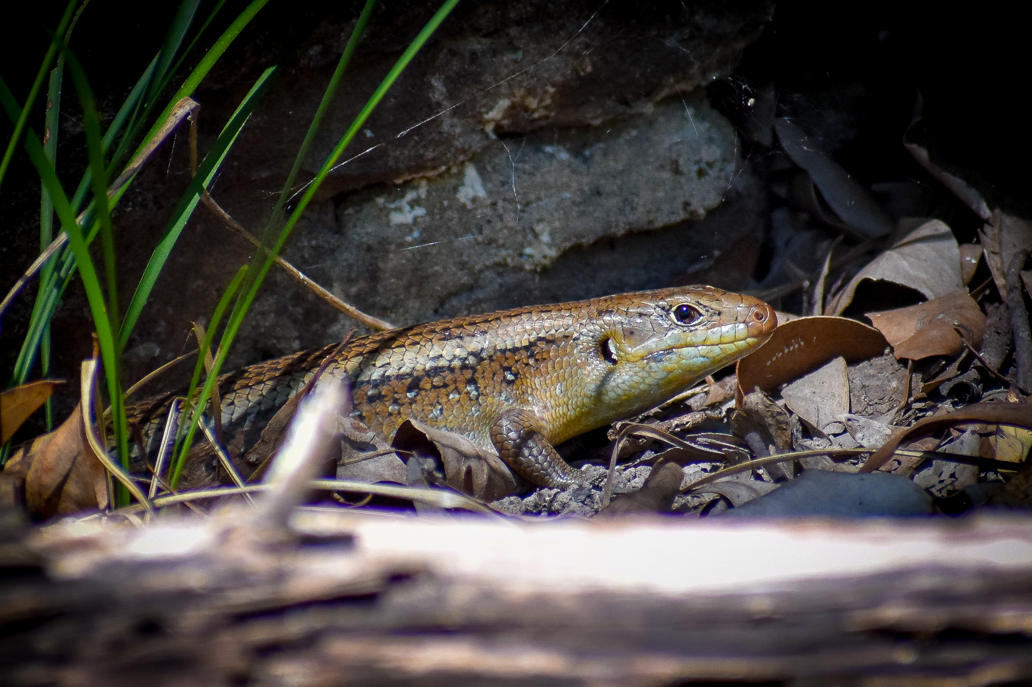 Major Skink