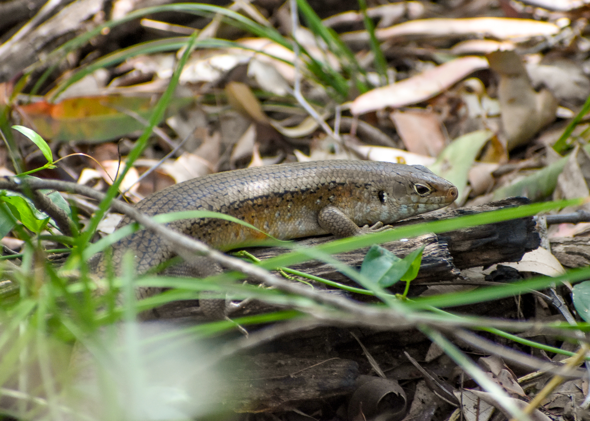 Major Skink