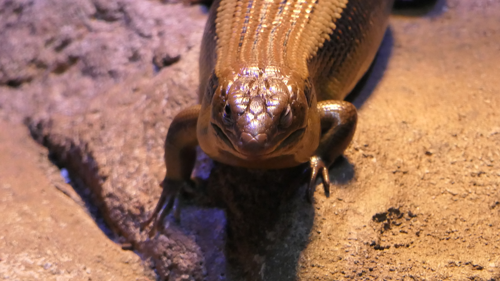 Major Skink