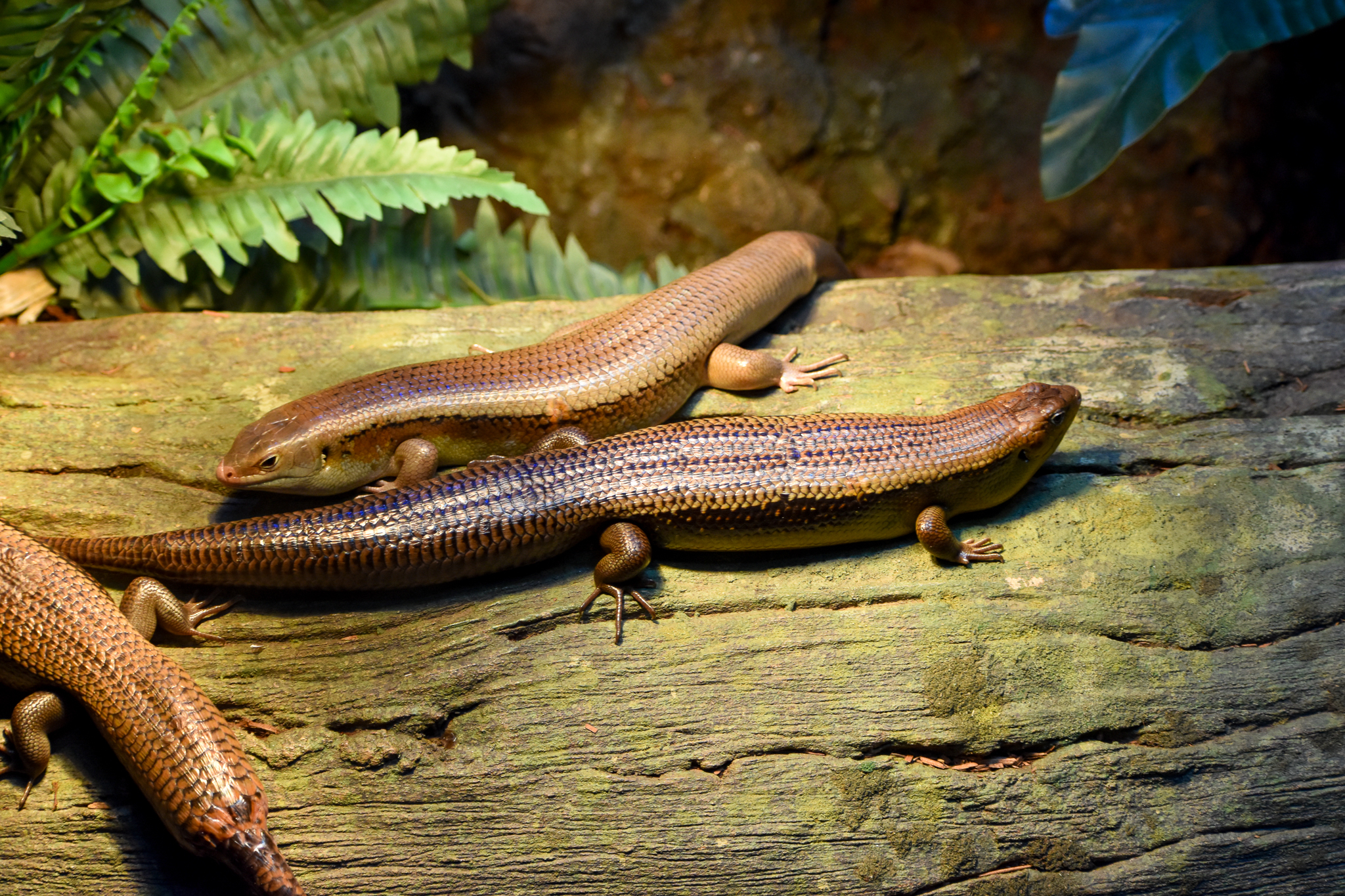 Major Skinks