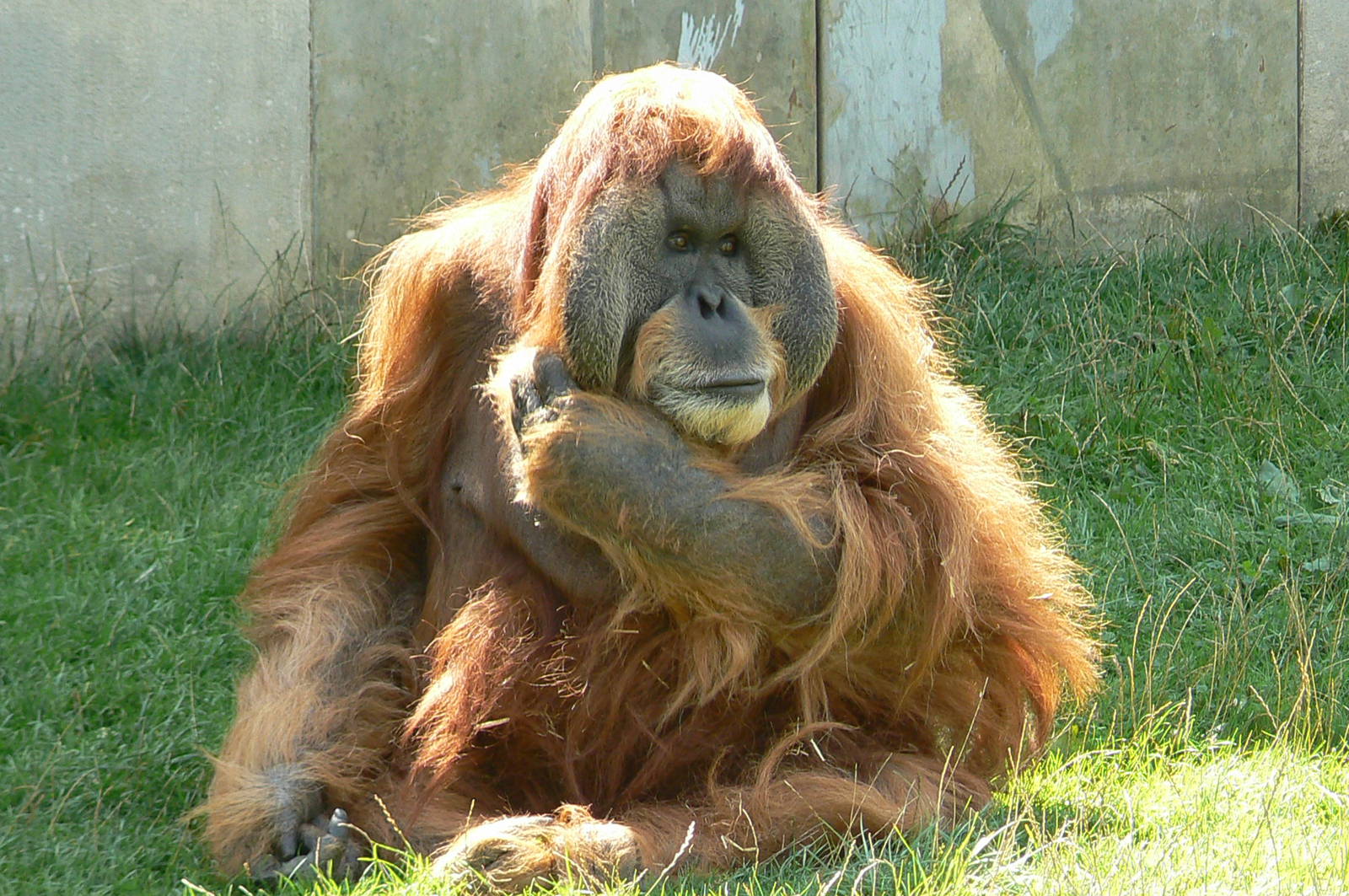 Major the sumatran orangutan chief