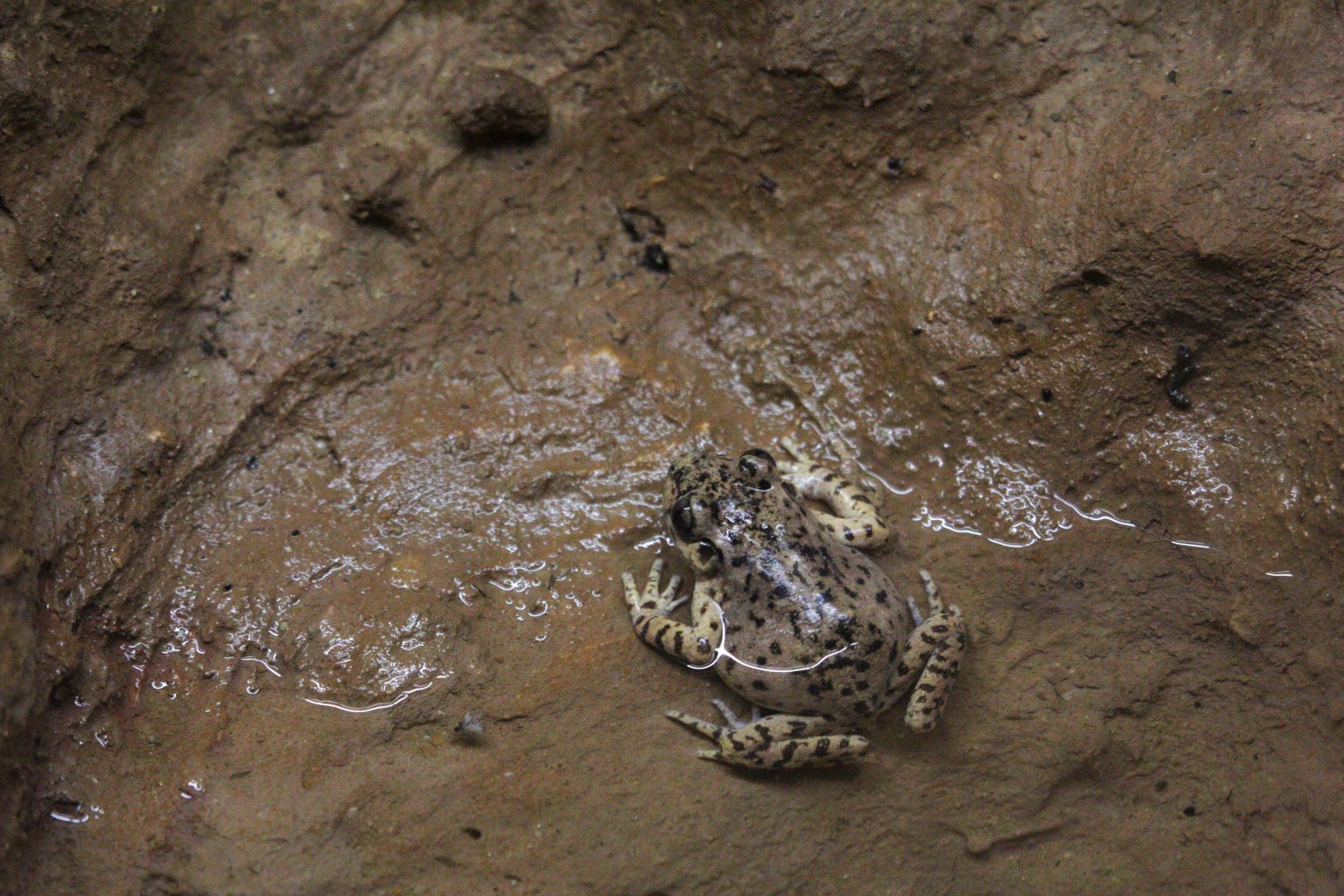 Majorcan midwife toad (Alytes muletensis)