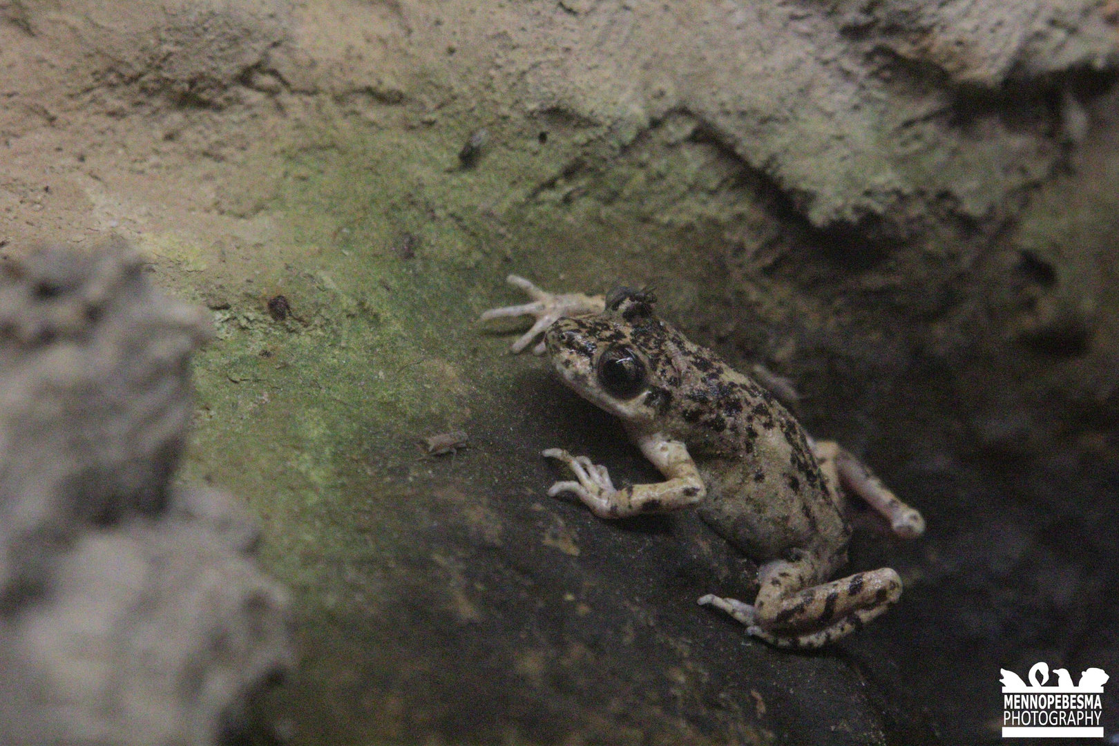 Majorcan midwife toad (Alytes muletensis)