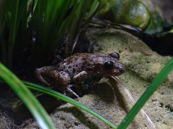 Majorcan midwife toad (Alytes muletensis)