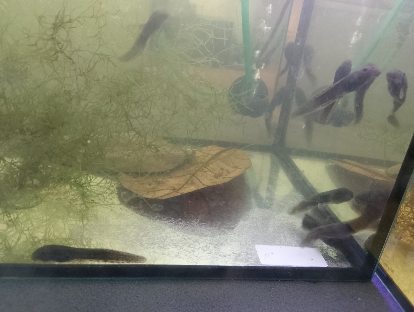 Majorcan midwife toad tadpoles