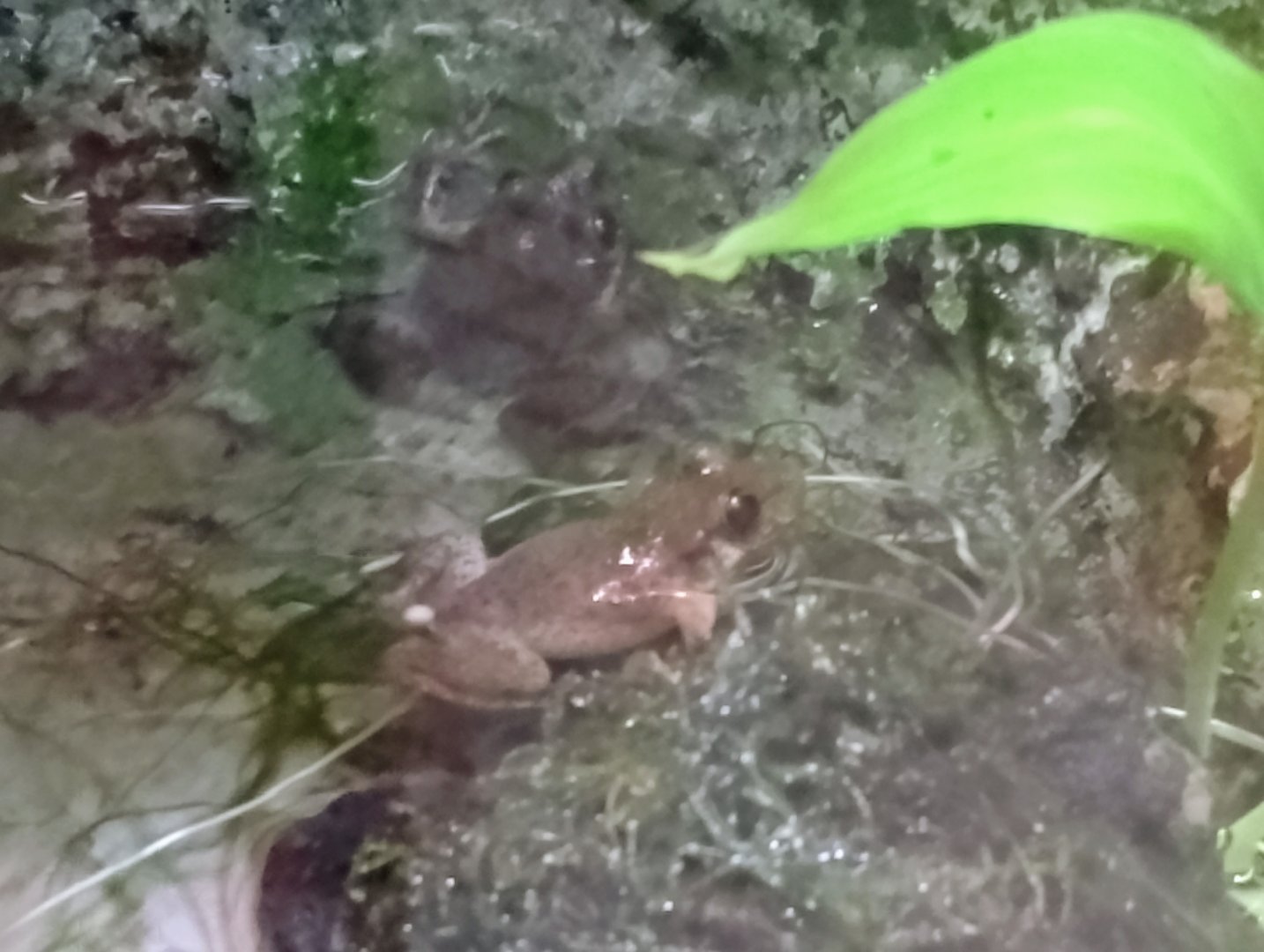 Majorcan midwife toads