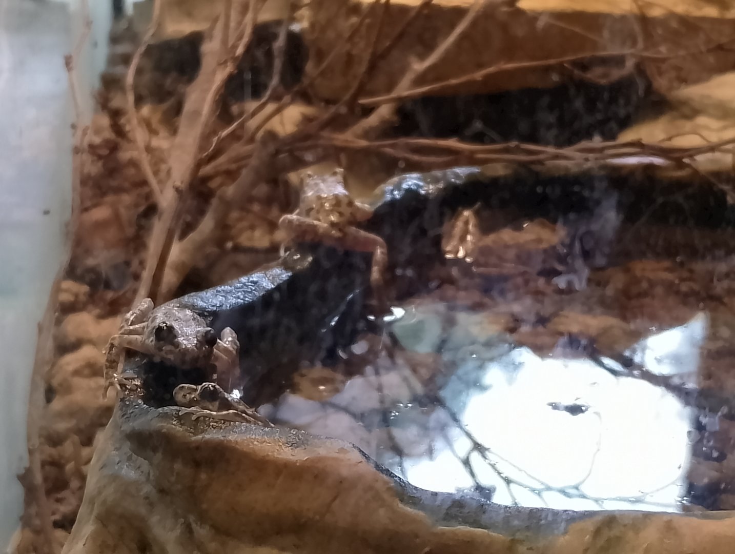 Majorcan midwife toads