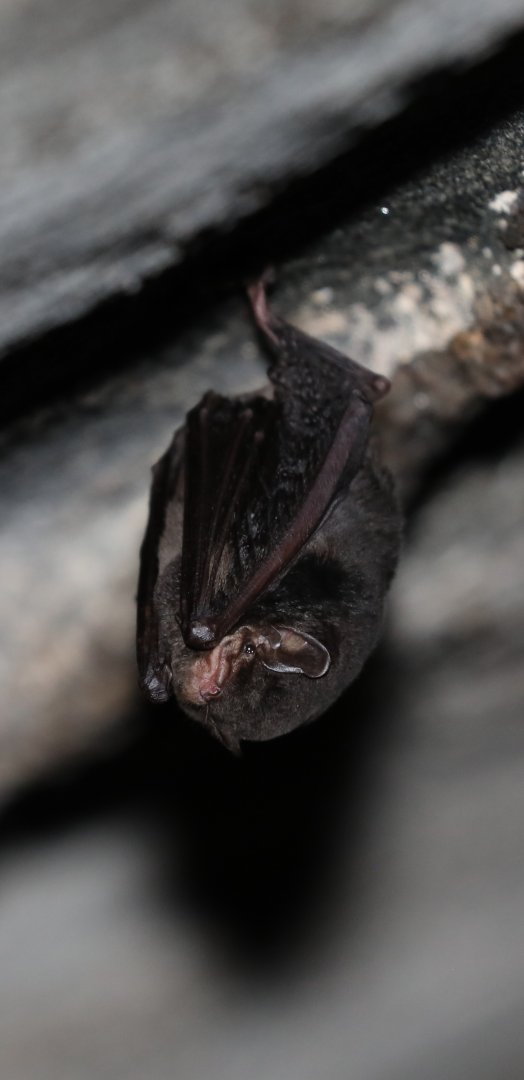 Major's Long-fingered Bat (Miniopterus majori)