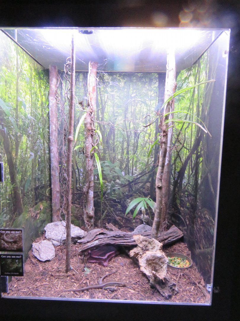 Majors skink and golden orb weaver mixed exhibit