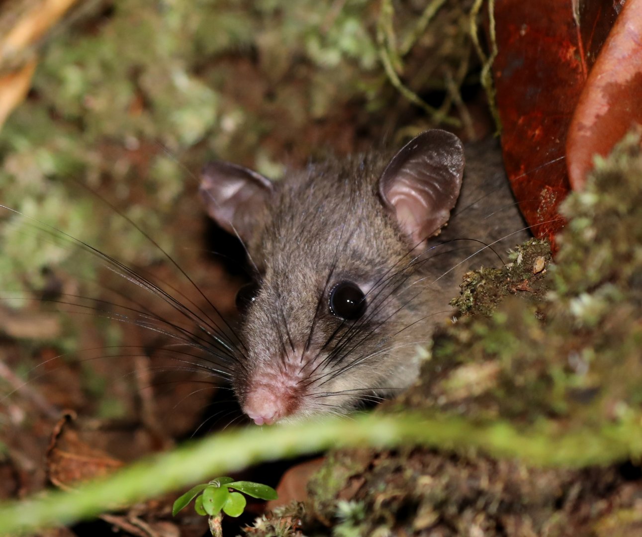 Major's tufted-tailed rat (Eliurus majori)