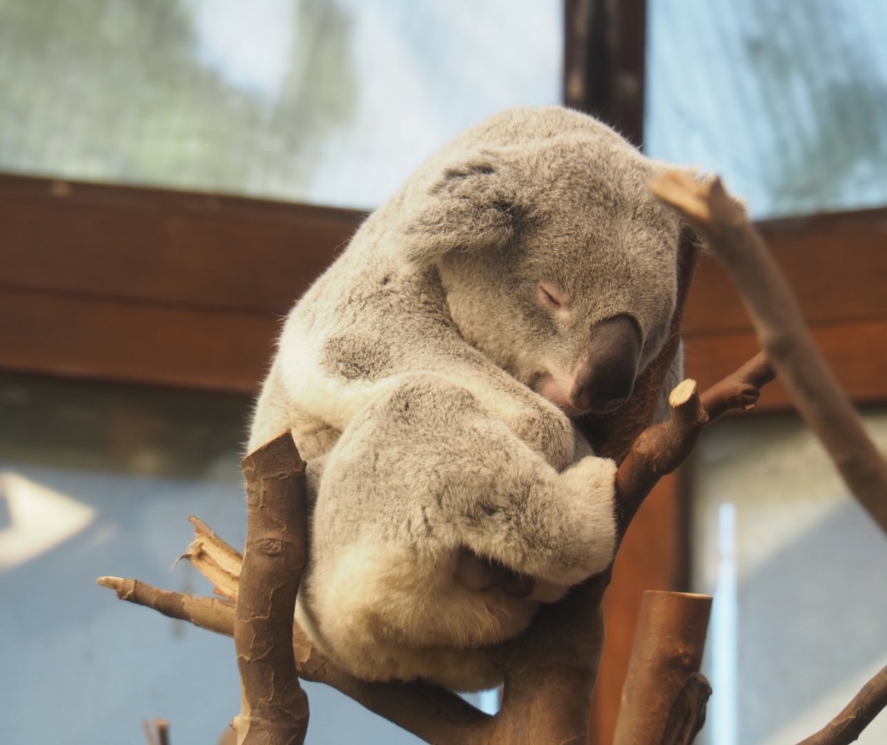 Maka - Queensland koala (Phascolarctos cinereus adustus), Feb 16th, 2019