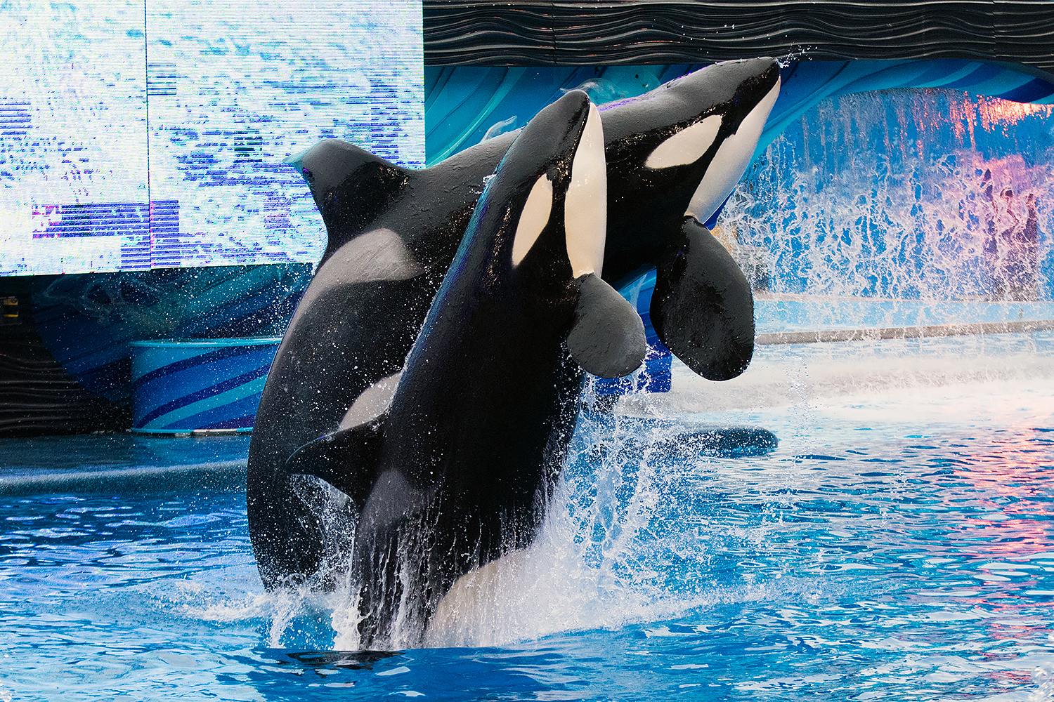 Makaio and Trua, Orca (Orcinus orca)