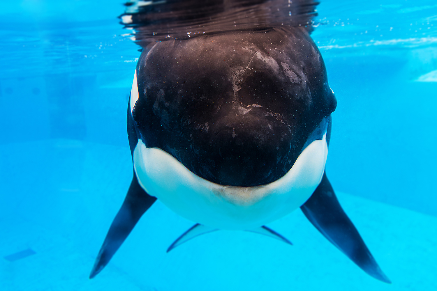 Makaio, Orca (Orcinus orca)