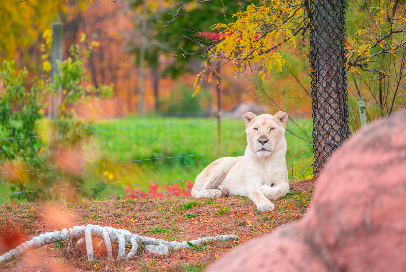 Makali the White Lioness
