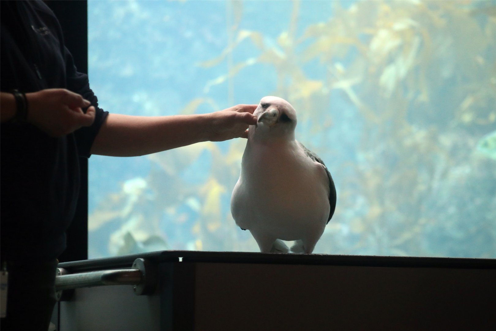 Makana the Laysan albatross (Phoebastria immutabilis)