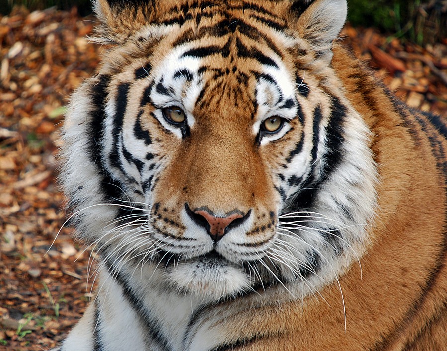 Makari Male Amur Tiger