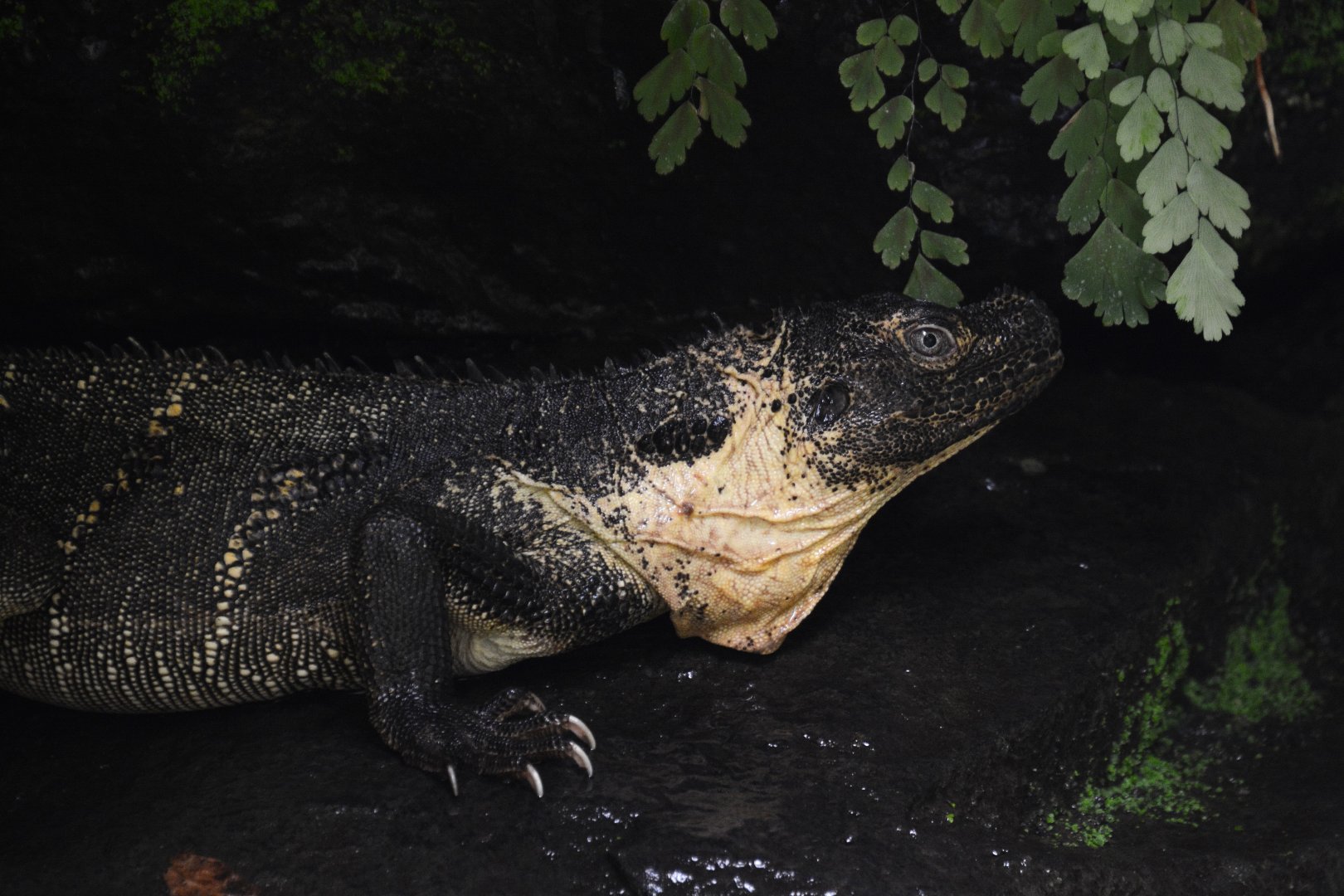 Makassar sailfin lizard (Hydrosaurus microlophus)