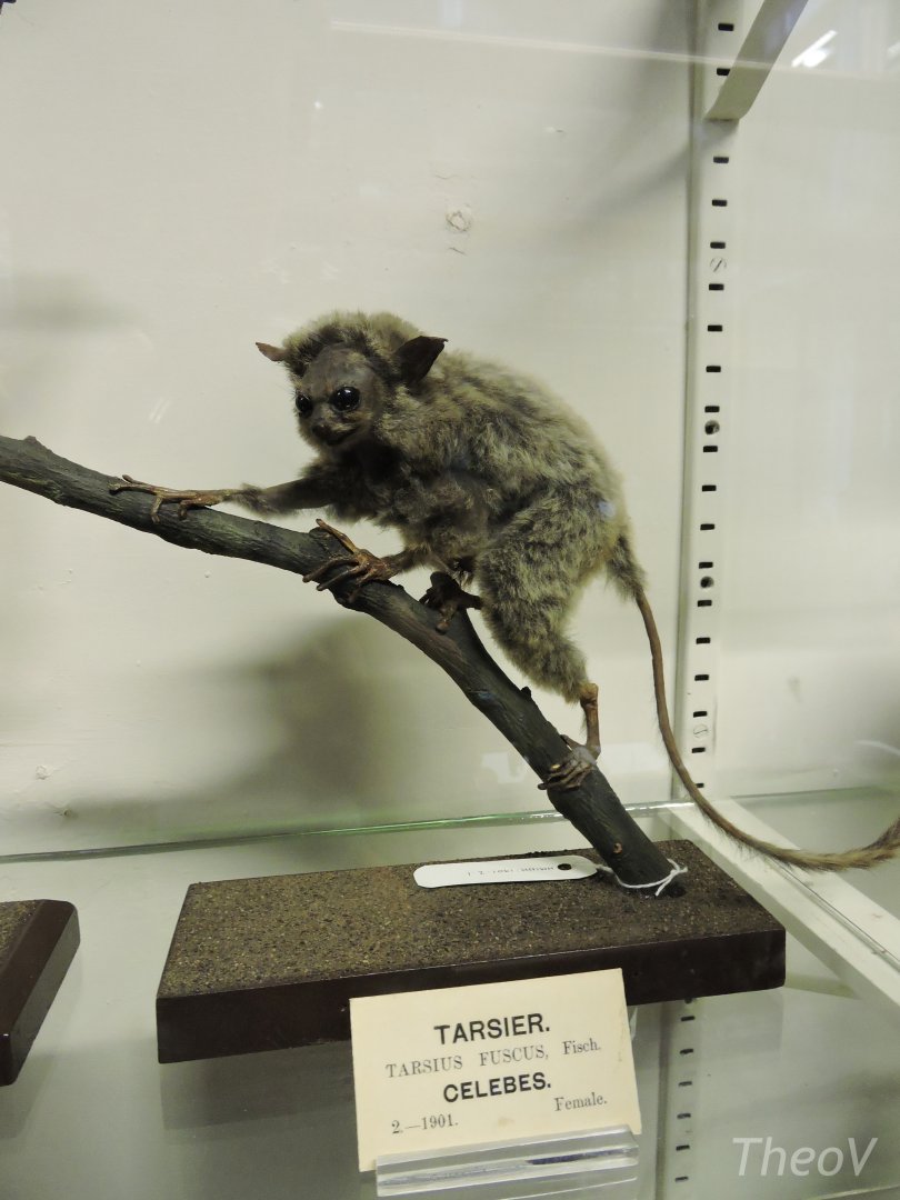 Makassar tarsier [2016]