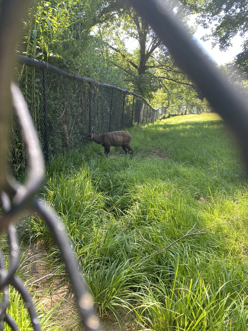 Make Sitatunga 7-11-2023