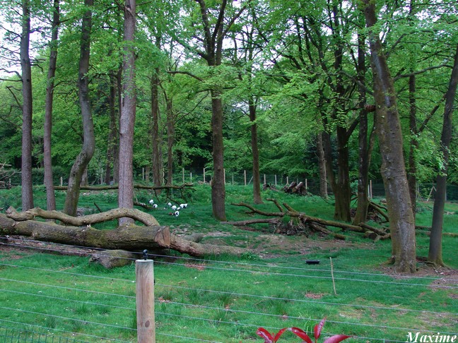 Maki Catta Park, the lemurs exhibit