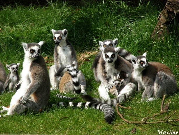 Maki Catta Park, the lemurs exhibit