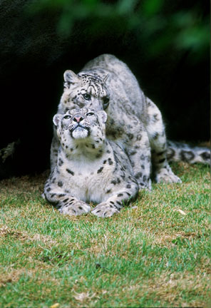 making baby snow leopards, Memphis Zoo