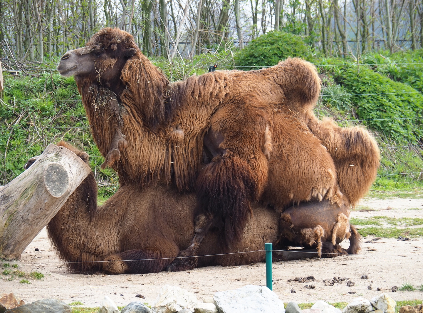 Making more baby Bactrian camels (Camelus bactrianus), 2019-04-06