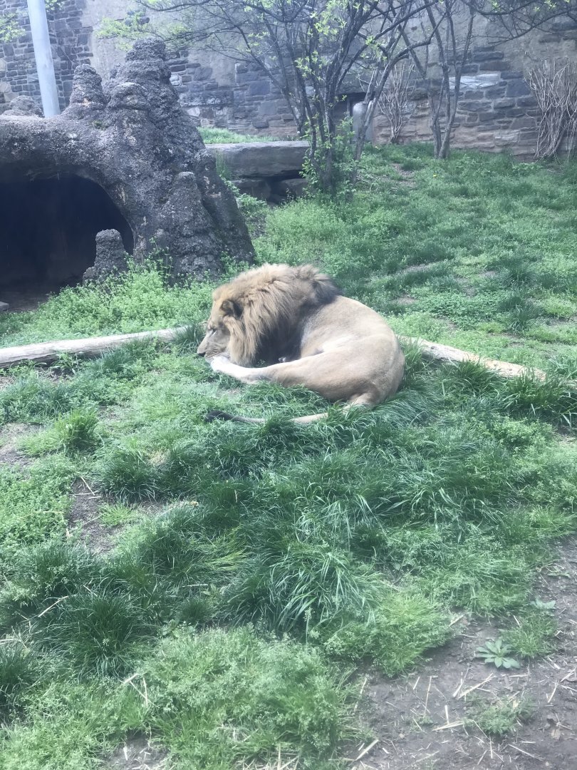Makini the male African Lion