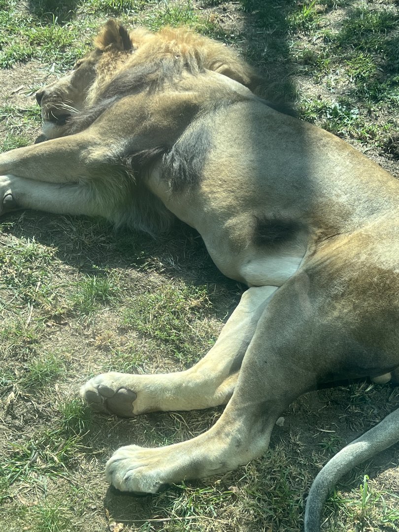 Makini the male African Lion