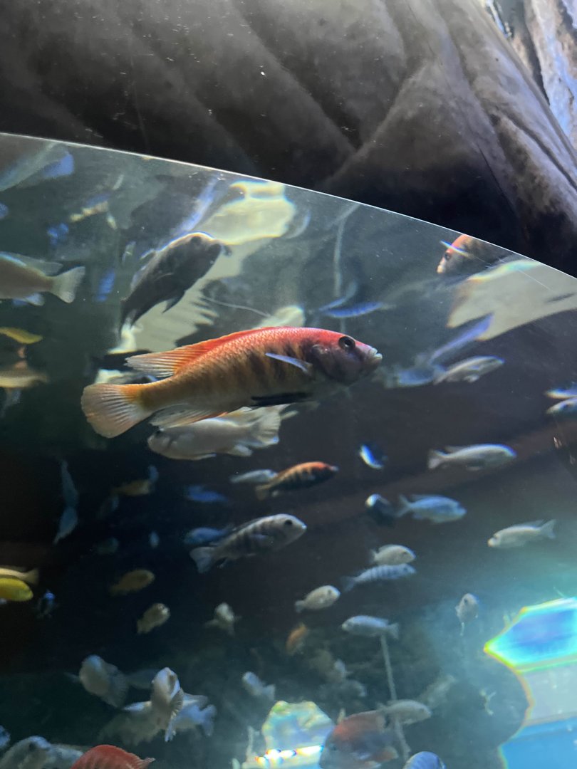 Makobe Island haplochromis