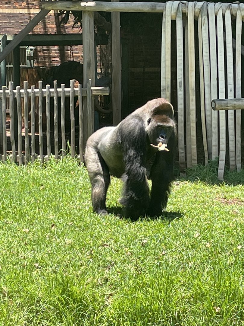 Makoko, Western Lowland Gorilla (Gorilla gorilla gorilla)
