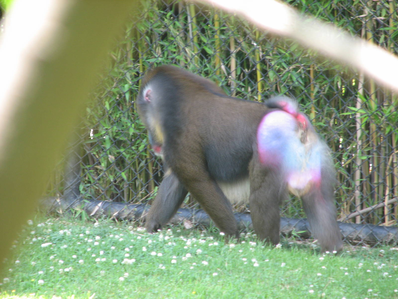 Mal Mandrill