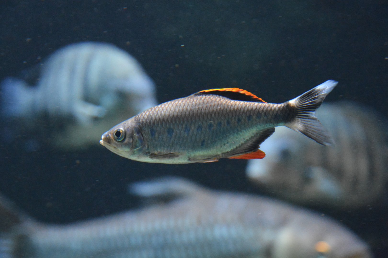 Malabar baril (Barilius malabaricus)