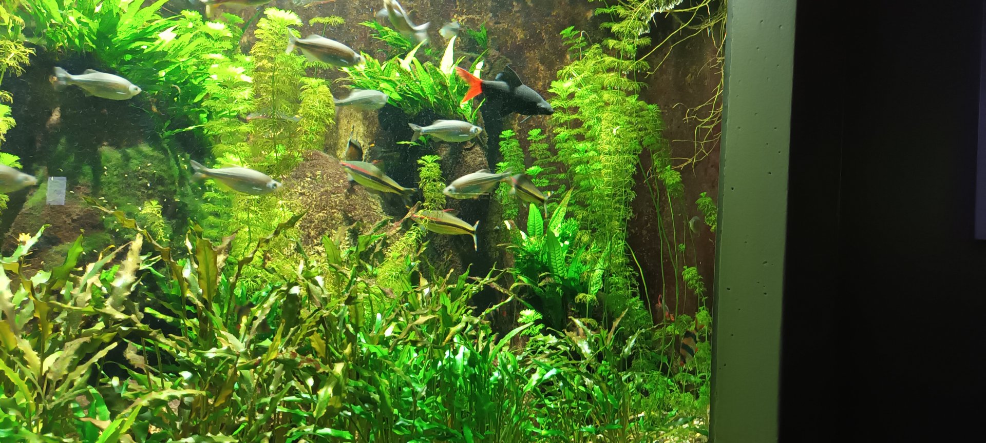 Malabar Danios, Denisons Barbs and Redtail Sharkminnow