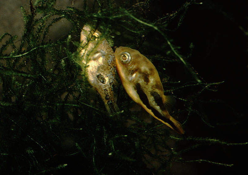 Malabar dwarf puffers spawning in Java moss