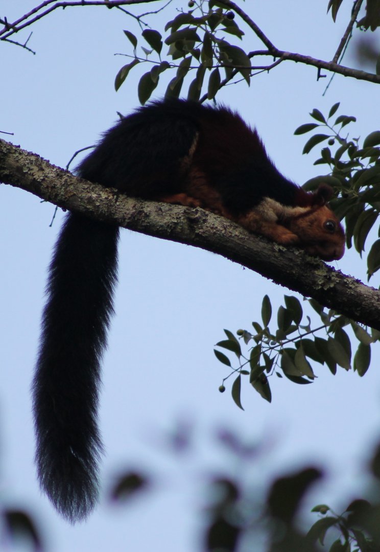 Malabar Giant Squirrel (Ratufa indica)