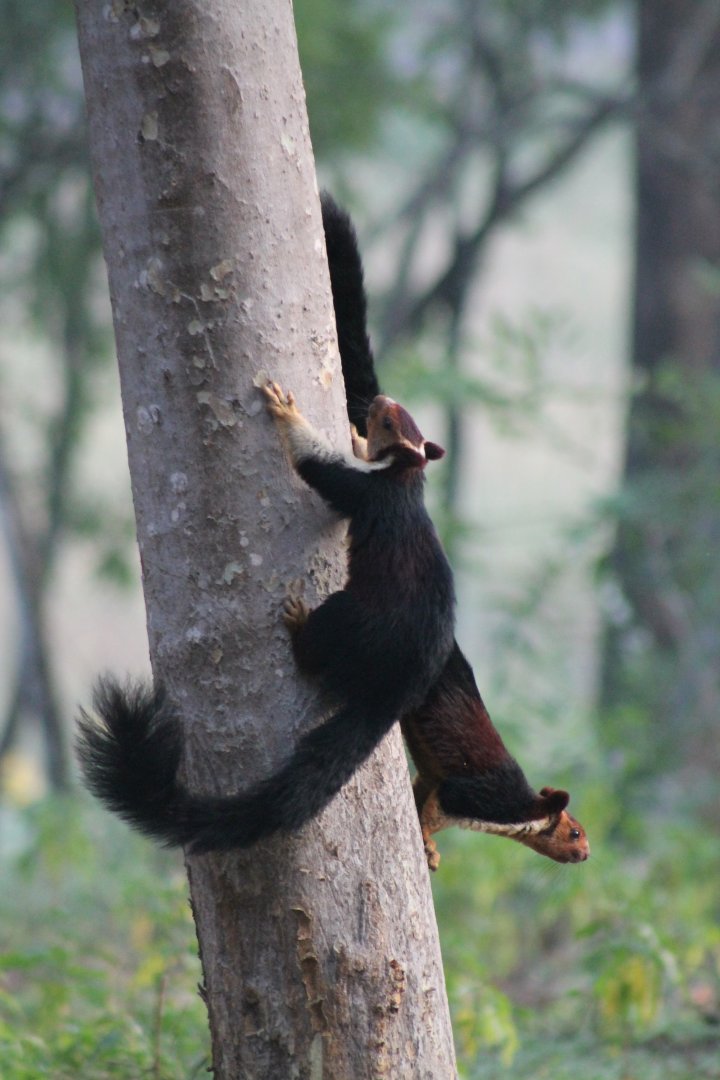 Malabar Giant Squirrel (Ratufa indica)
