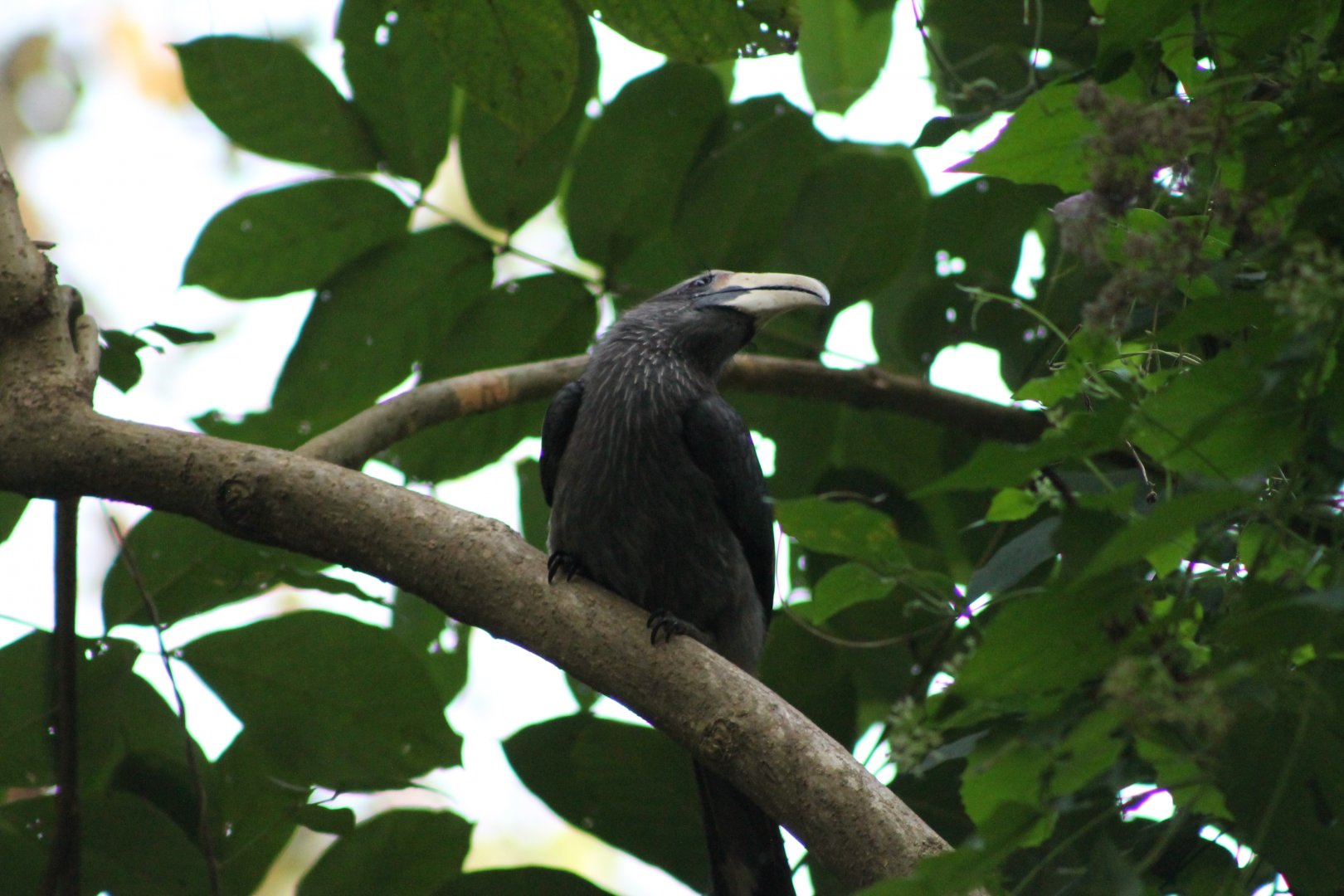 Malabar Grey Hornbill (Ocyceros griseus)